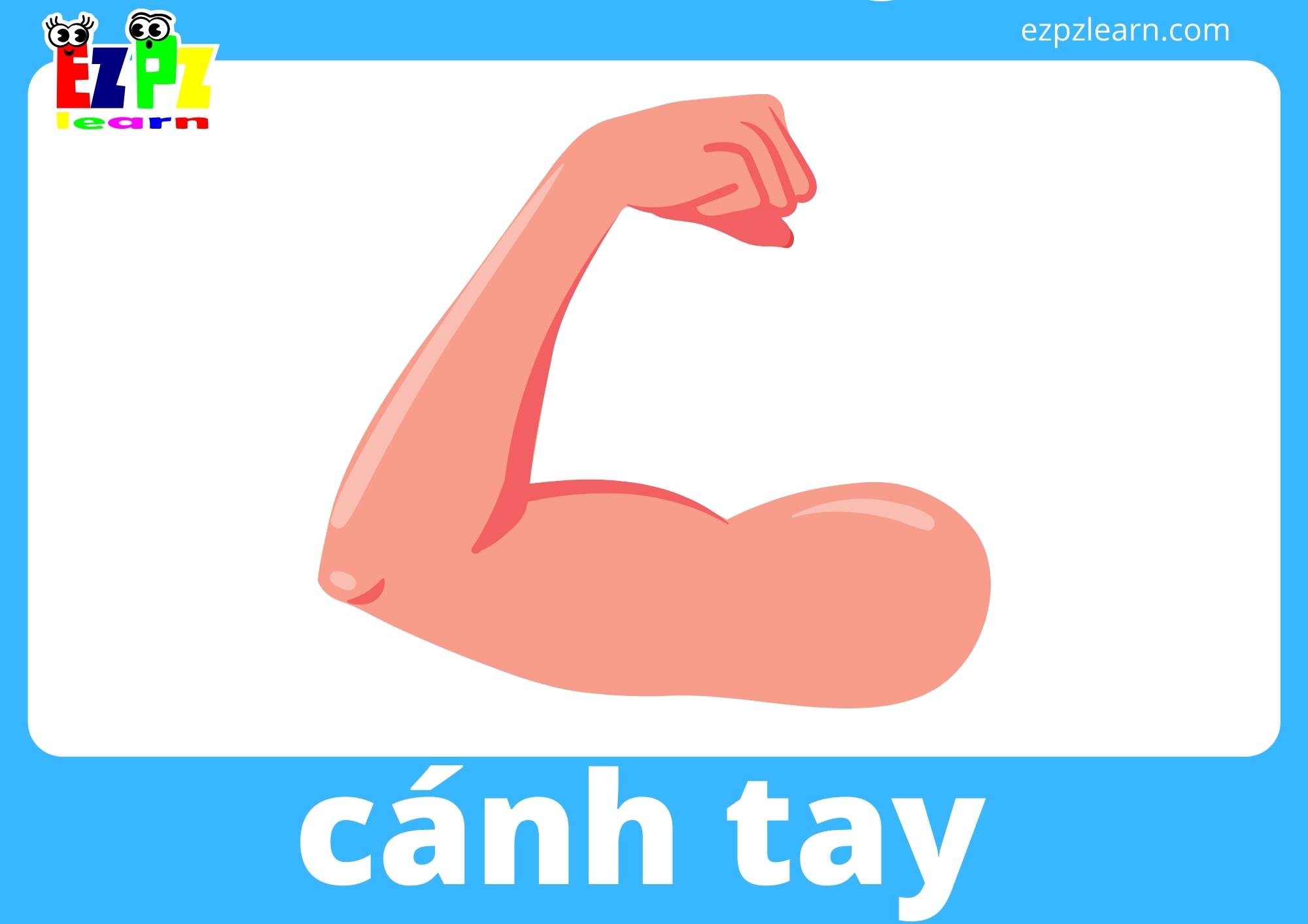 cánh tay